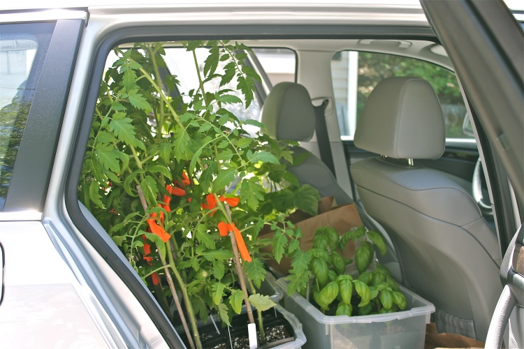 Tomato Plants Buckled In The Backseat With More Headroom