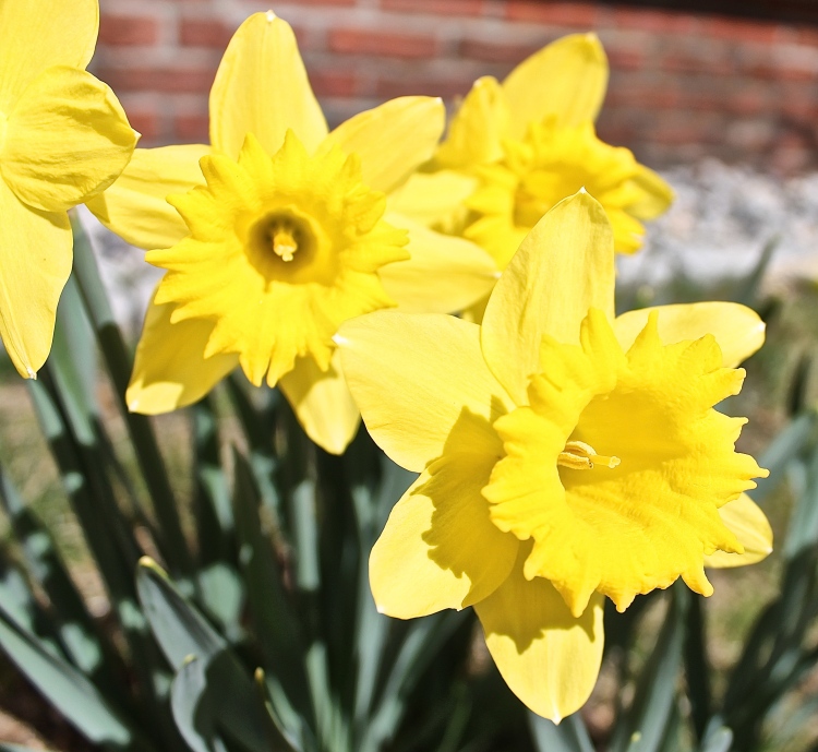 Sunny Yellow Daffodils