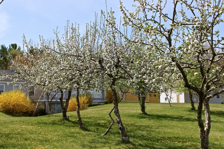 Our Orchard In Bloom