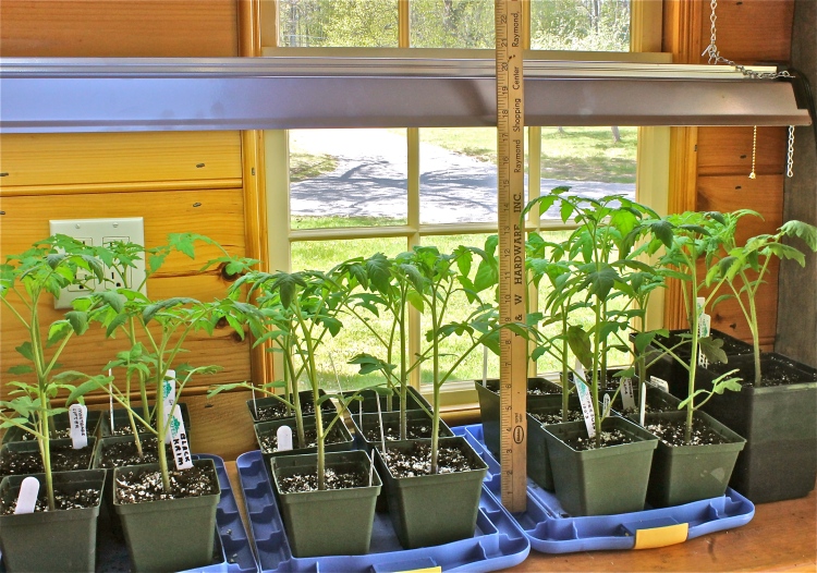 Tomato Plants Growing In The Potting Shed