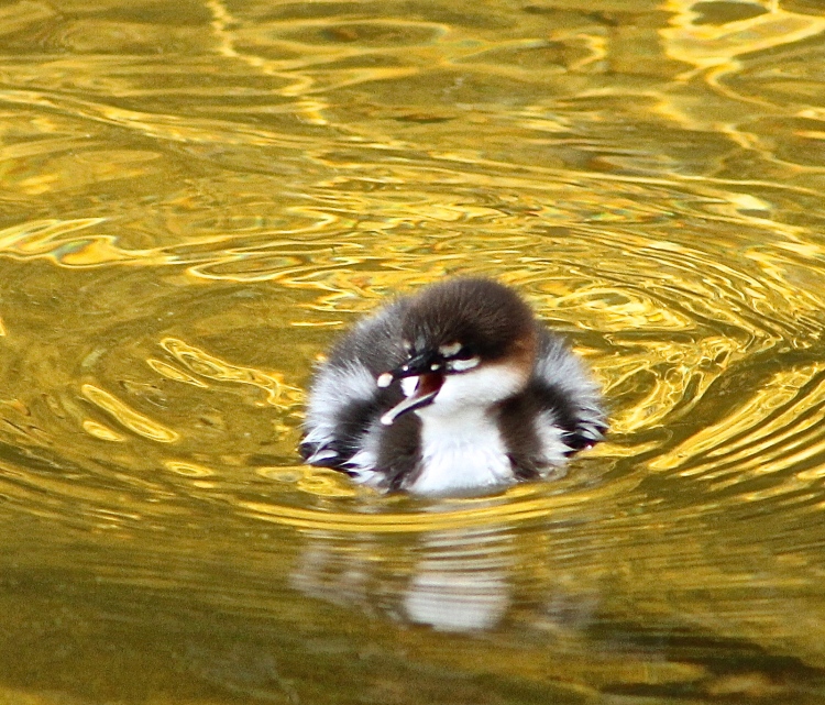 Little Loon Chick Is Nothing But A Fuzzball Floating On The Water