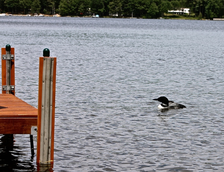 Loon Swimming Off Our Dock