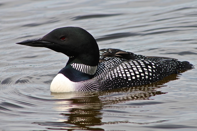 A Loon