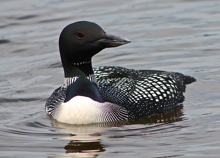 The Loon's Plumage Is Beautiful