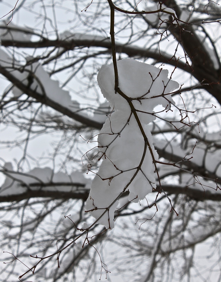 The Smallest Of Branches Hold Wet Sticky Snow
