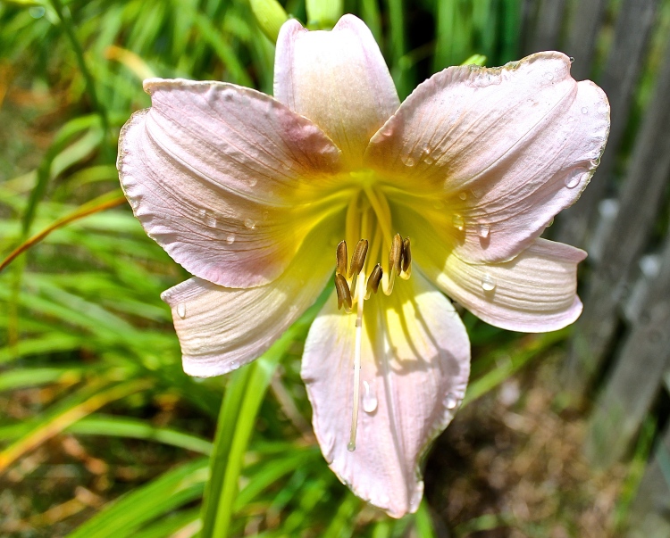 Soft Pink Lily With Drops Of Morning Dew