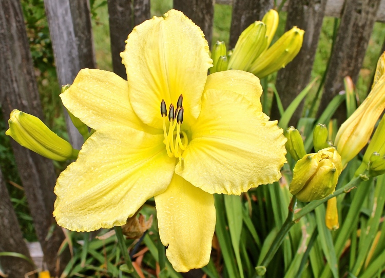 Beautiful Lilies, The Color Of Sunshine