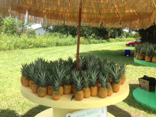 Fresh Picked Pineapples At Nature Farms