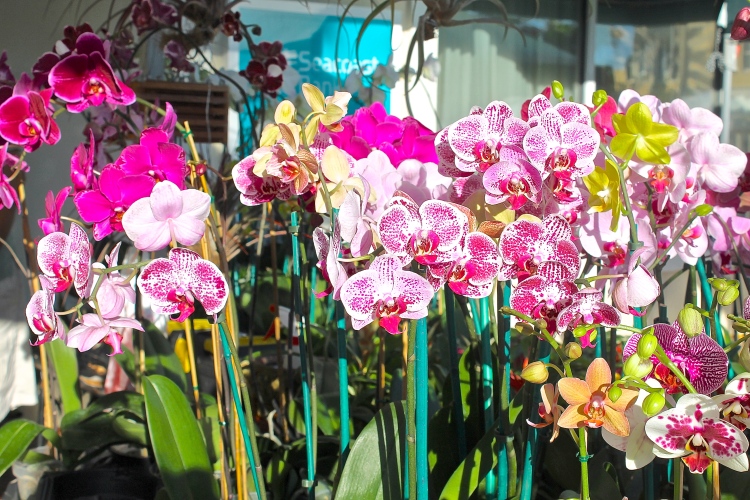 Beautiful Orchids Are Raised And Successfully Raised In This Tropical Climate 